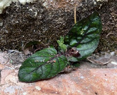 Strobilanthes reptans image