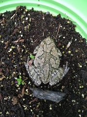 Hyla