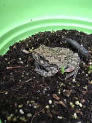 Hyla