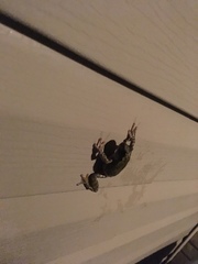 Hyla