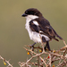 Typical Shrikes - Photo (c) Mark Sikking, some rights reserved (CC BY-NC-ND), uploaded by Mark Sikking