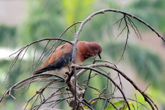 Streptopelia senegalensis