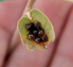 Orsilochides stictica