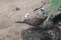 Streptopelia senegalensis