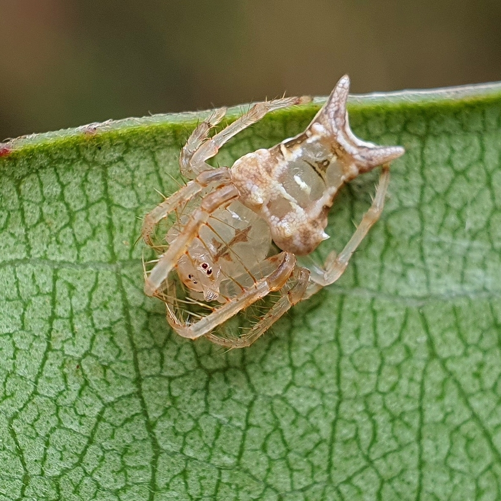 Fork-tailed Arkys