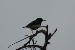 Cinnyris venustus
