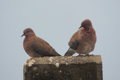 Streptopelia senegalensis