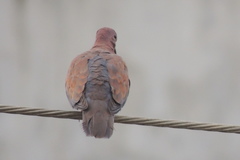 Streptopelia senegalensis