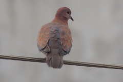 Streptopelia senegalensis
