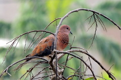 Streptopelia senegalensis