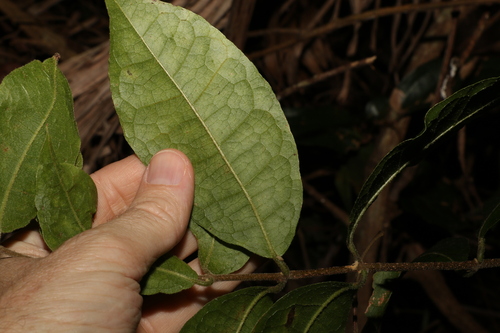 Image of Palmeria racemosa by (c) Greg Tasney, some rights reserved (CC BY-SA)