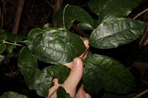 Image of Palmeria racemosa by (c) Greg Tasney, some rights reserved (CC BY-SA)