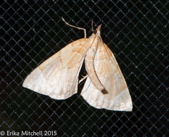 Eulithis testata