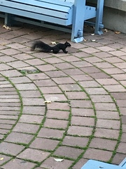 Sciurus carolinensis