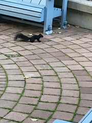 Sciurus carolinensis