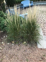 Miscanthus sinensis