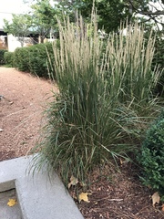 Miscanthus sinensis