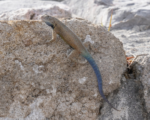 Gadow's Spiny Lizard