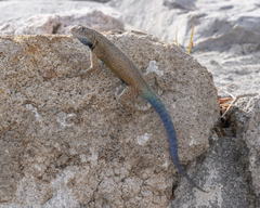 Gadow's Spiny Lizard photo 5