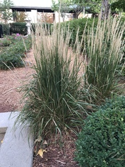 Miscanthus sinensis