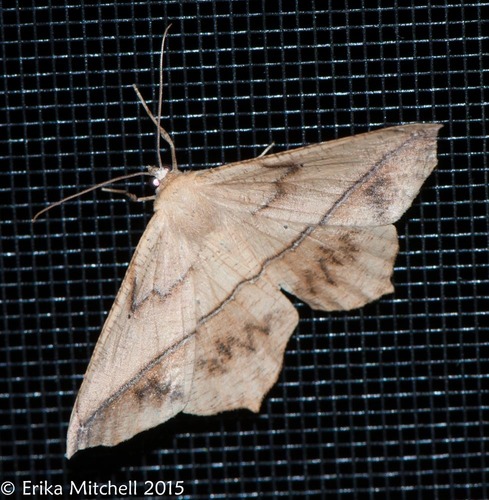 Large Maple Spanworm Moth, photo 4 of 10