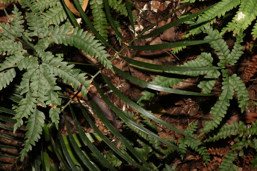 Image of Macrozamia lucida by (c) Greg Tasney, some rights reserved (CC BY-SA)