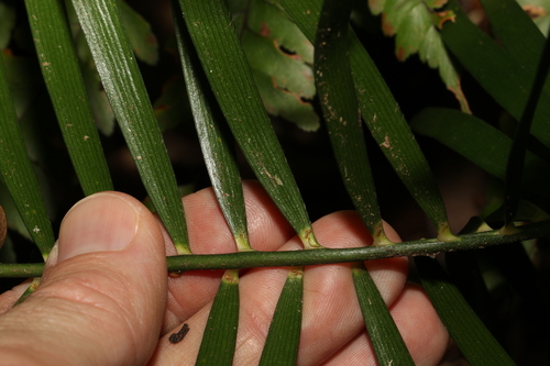 Image of Macrozamia lucida by (c) Greg Tasney, some rights reserved (CC BY-SA)