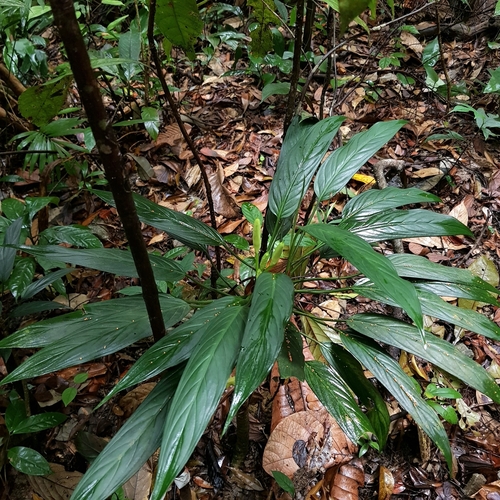 Image of Aglaonema simplex by (c) pbsg, some rights reserved (CC BY)