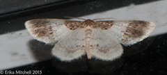 Hydrelia condensata