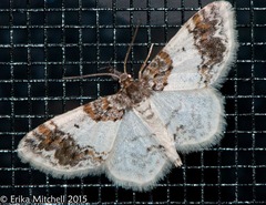 Hydrelia condensata