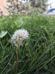Taraxacum officinale
