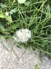 Taraxacum officinale