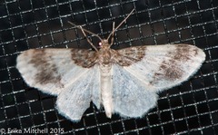 Hydrelia condensata