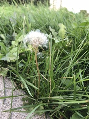Taraxacum officinale