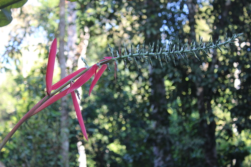 Aechmea bracteata