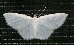 Scopula quadrilineata