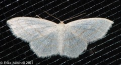 Scopula quadrilineata