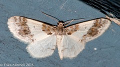 Hydrelia condensata