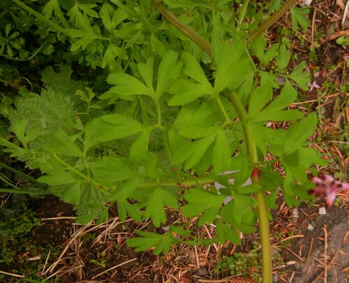Fumaria purpurea, photograph 6