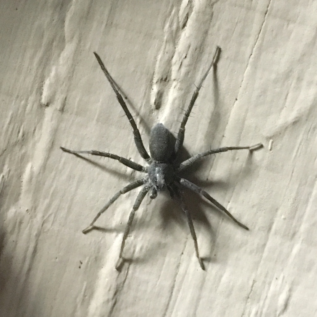 Stone Spider