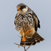 Amur Falcon - Photo (c) Mark Sikking, some rights reserved (CC BY-NC-ND), uploaded by Mark Sikking