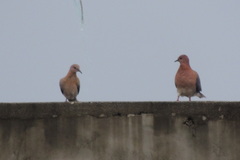 Streptopelia senegalensis