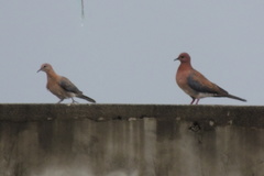 Streptopelia senegalensis