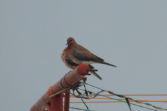 Streptopelia senegalensis