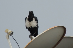 Corvus albus