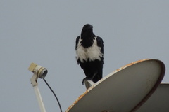 Corvus albus