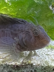 Crested Blenny photo 5