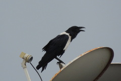 Corvus albus