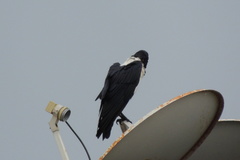 Corvus albus