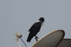 Corvus albus